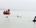 Dr. Ingrid Visser, Jean-Michel Cousteau and Holly Lohuis offer boat support during the release. © Carrie Vonderhaar, Ocean Futures Society/KQED Release