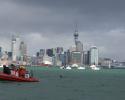 The team is excited to find "Rakey" in the Auckalnd harbor the next afternoon. © Carrie Vonderhaar, Ocean Futures Society/KQED Cheers