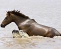 Swimming to safety