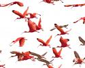 Scarlet Ibis