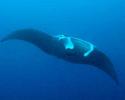 One of the two Manta Rays we encountered, this one made four passes near a coral head where it was getting cleaned. © Tom Ordway, Ocean Futures Society Manta Ray