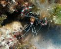 A Banded Cleaner Shrimp, Stenopus hispidus, photographed during the wall dive under the ship, Pearl and Hermes Atoll. © Tom Ordway, Ocean Futures Society Banded Cleaner Shrimp