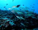 A school of goatfish cruise the wall off Pearl and Hermes Atoll, while keeping an eye out for predators. © Tom Ordway, Ocean Futures Society Pearl and Hermes Atoll