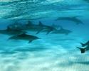 Kure Atoll