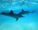 The Ocean Futures Society underwater film team was delighted to receive a personal escort from the resident spinner dolphins as they departed the lagoon at Midway Island. © Tom Ordway, Ocean Futures Society Personal Escorts