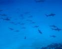 Kure Atoll