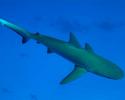 Galapagos Shark