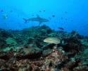 Healthy Reef