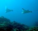 Spotted Eagle Rays