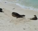 Hawaiian Monk Seals