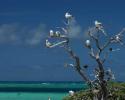 Red-footed Boobies