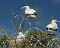 Red-footed Boobies