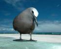Brown Noddy