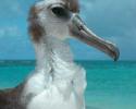 Young Laysan Albatross