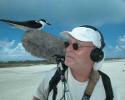 Curious Sooty Tern
