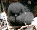 Bulwer's Petrel Chick