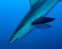 A Galapagos shark swims down from the surface to get a closer look at the divers. © Tom Ordway, Ocean Futures Society Galapagos Shark