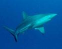 An inquisitive Galapagos shark came in to check out the divers exploring the coral formations. © Tom Ordway, Ocean Futures Society Galapagos Shark