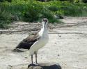 An Albatross chick on a dwindling nest waits for its parents to return with food. © Nan Marr, Ocean Futures Society Albatross Chick
