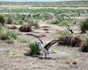 Laysan Albatross chicks practice flying with outstretched wings. © Nan Marr, Ocean Futures Society Practice