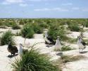 Albatross amidst native grass and sand on Laysan Island. © Nan Marr, Ocean Futures Society Albatross