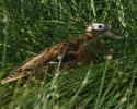 A shy Laysan Duck protects her brood in long grass near the interior lake. © Tom Ordway, Ocean Futures Society Laysan Duck