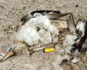A dead Laysan Albatross chick with a cigarette lighter lying next to it. © Tom Ordway, Ocean Futures Society Cigarette Lighter