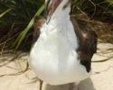 A Laysan Albatross chick with down still attached to its head and neck. © Tom Ordway, Ocean Futures Society Albatross Chick