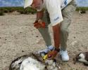 Jean-Michel Cousteau picks up yet another cigarette lighter on Laysan Island, one of many found every 3 to 5 steps across the interior nesting area. © Tom Ordway, Ocean Futures Society Marine Debris