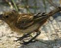 A close up of the endemic Laysan Finch. © Tom Ordway, Ocean Futures Society Endemic Laysan Finch