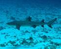 A White-tipped reef shark cruises the reef while the camera team was filming a sequence. © Tom Ordway, Ocean Futures Society White-tipped Reef Shark