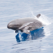 Ocean Futures Society Wallpaper and Ringtones for mobile Phones - Free for OFS Members Only