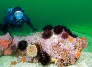 Fabien Cousteau with sea urchins