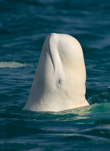 Belugas are considered sentinel species. By studying their population dynamics, scientists can detect early warnings about current or potential negative impacts on individuals and population-level animal health. ©Carrie Vonderhaar, Ocean Futures Society