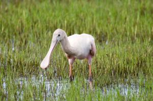 A roseate spoonbill feeds in a marsh