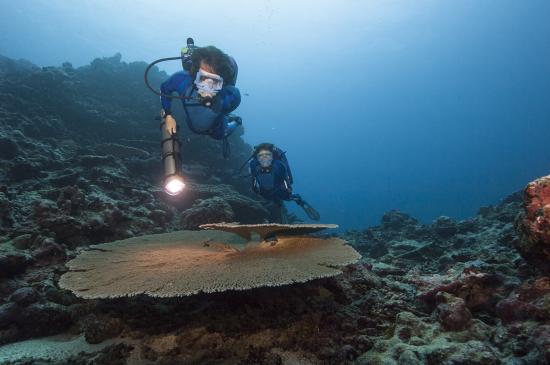 Fabien and Celine Cousteau observe a reef-building table coral, whose future is threatened by warmer and more acidic ocean waters. © Carrie Vonderhaar, Ocean Futures Society