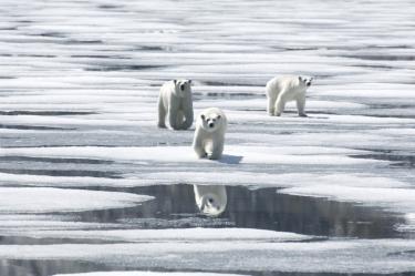 Polar Bears crossing the ice floe