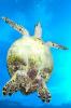 Green Sea Turtle © Carrie VOnderhaar, Ocean Futures Society