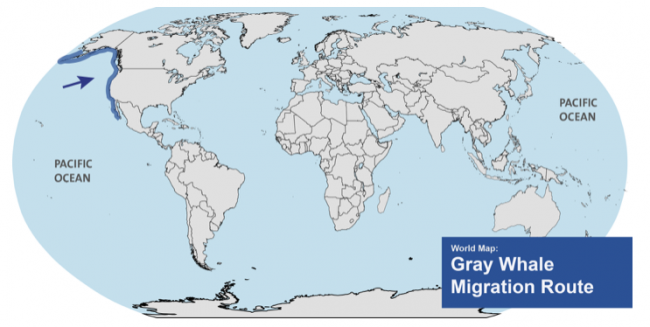 Gray Whale Migration Map