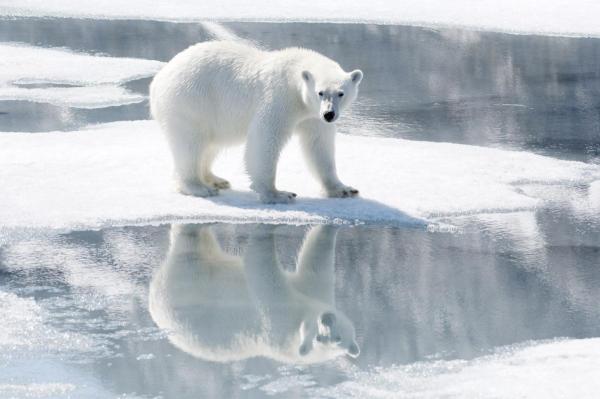 Polar Bear Image Copyright Carrie Vonderhaar, Ocean Futures Society