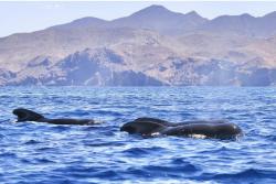 pilot+whales+loreto+gulfCal_0.jpg